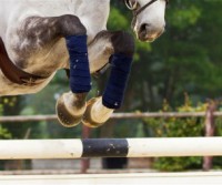 /album/knhs/knhs-springen-jpg/